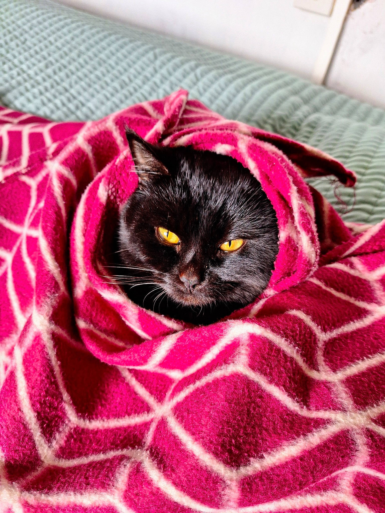Yani is registered to the contest to win money with this photo: black_cat, bombay, carnivore, cat, cat_supply, comfort, domestic_short_haired_cat, felidae, fur, grey, linens, magenta, pattern, petal, pink, purple, sleeve, small_to_medium_sized_cats, textile, whiskers