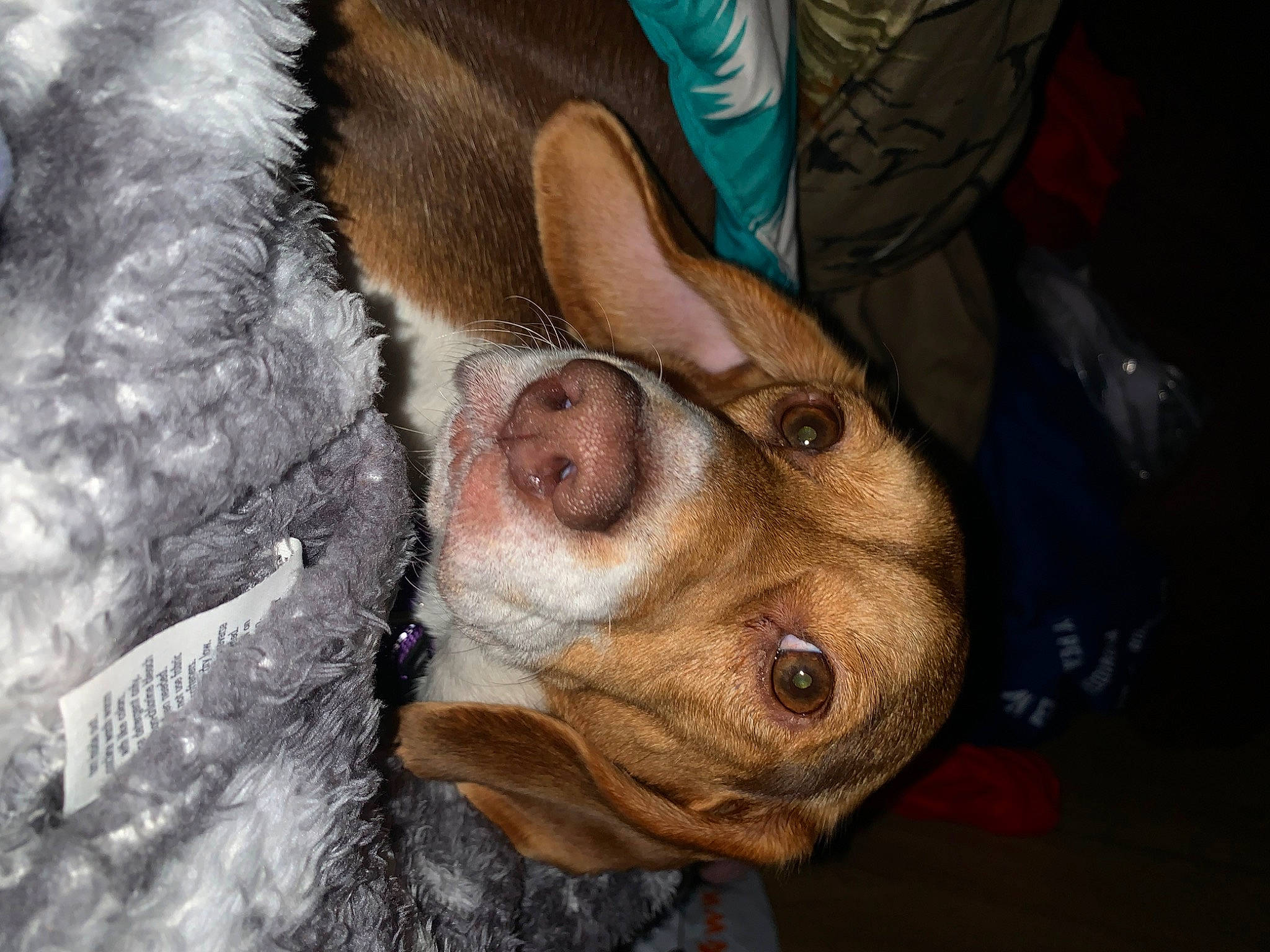 Daisy is registered to the contest to win money with this photo: art, canidae, close_up, companion_dog, dog, dog_breed, ear, eyelash, facial_hair, fawn, fur, jaw, nose, snout, sporting_group, sunglasses, whiskers, wood, working_animal, wrinkle