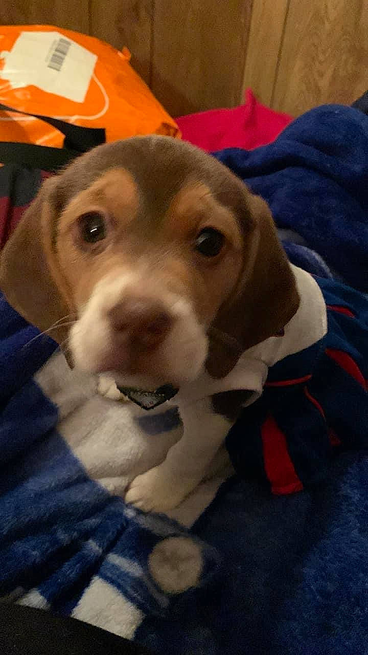 Daisy is registered to the contest to win money with this photo: beagle, beagle_harrier, beaglier, canidae, carnivore, collar, companion_dog, dog, dog_breed, dog_supply, fawn, finnish_hound, hound, hunting_dog, non_sporting_group, pet_supply, scent_hound, whiskers, working_animal