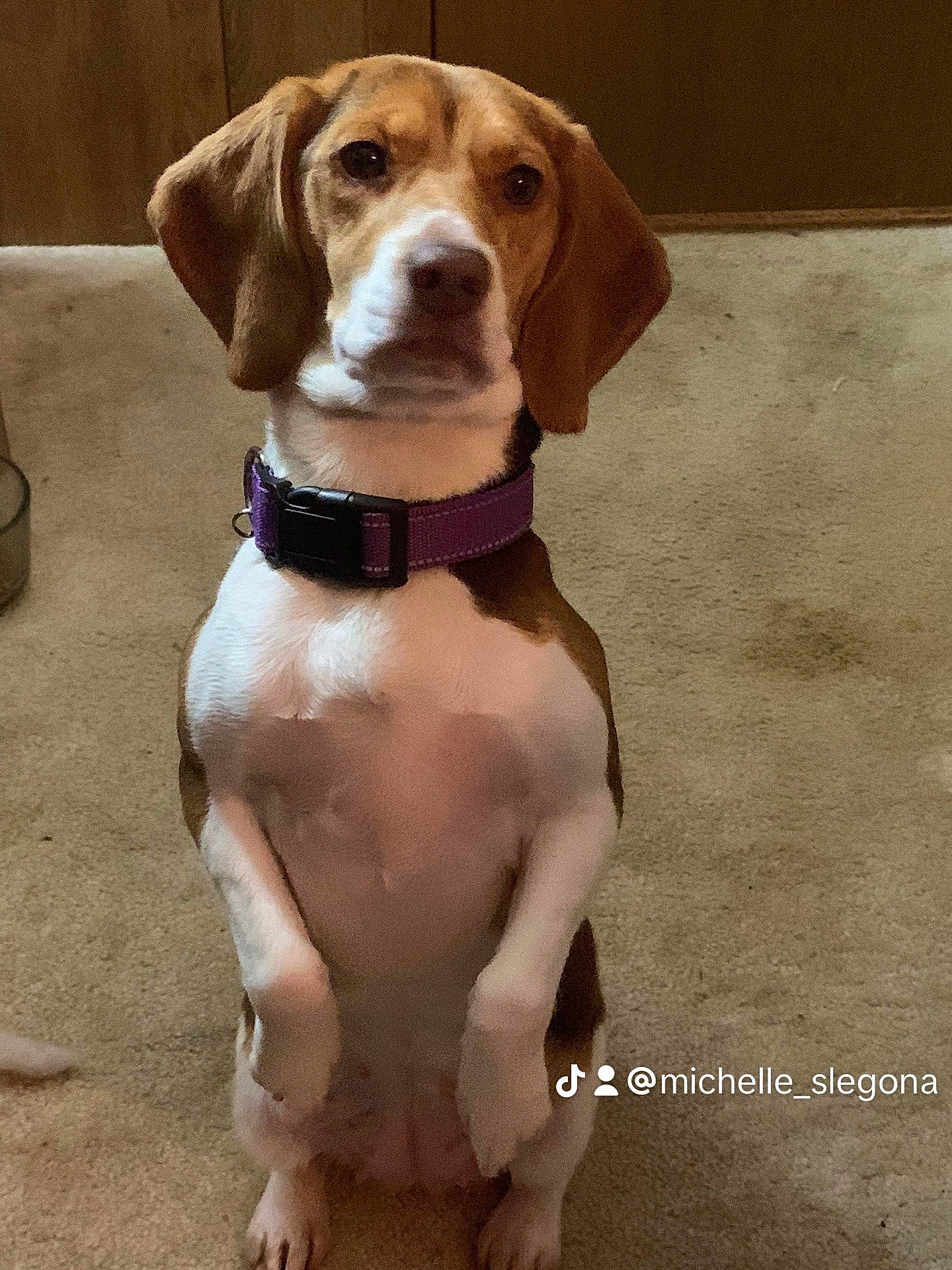 Daisy joined the competition — help win amazing prizes! blazer, canidae, carnivore, collar, companion_dog, dog, dog_breed, dog_collar, dog_supply, fawn, gun_dog, hound, hunting_dog, liver, pet_supply, snout, sporting_group, working_animal