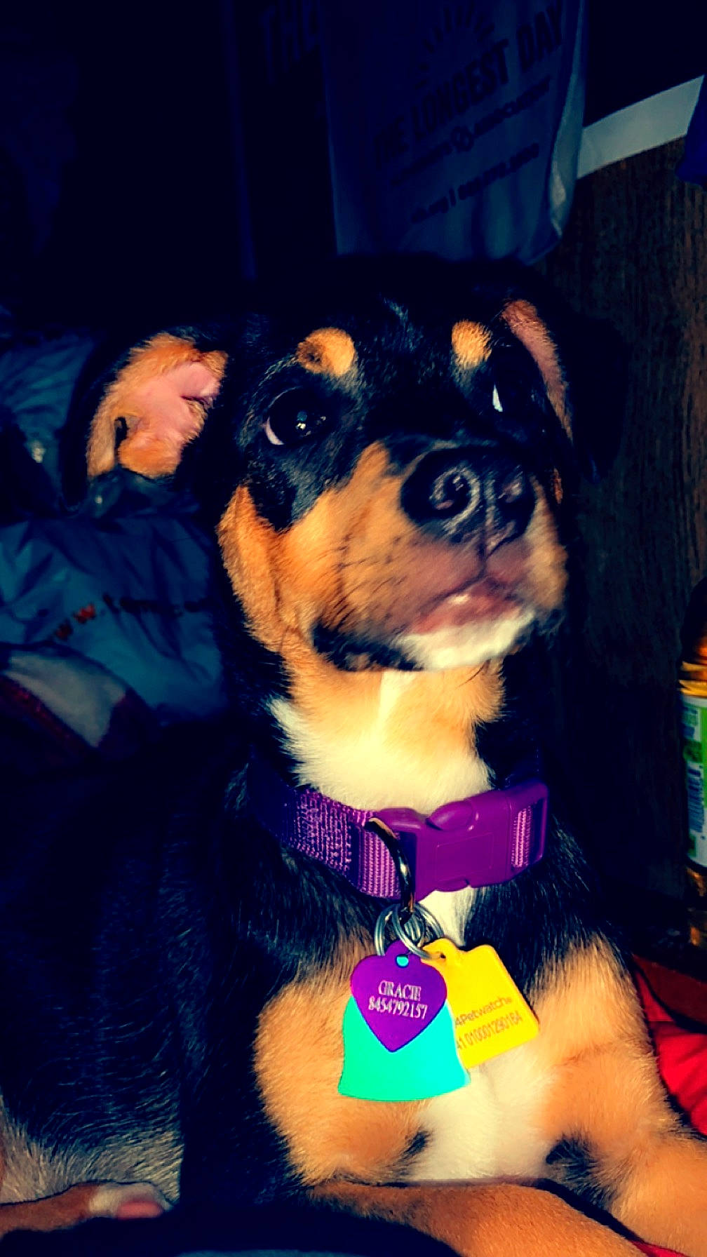 Gracie joined the competition — help win amazing prizes! art, blue, canidae, carnivore, collar, companion_dog, dog, dog_breed, dog_collar, dog_supply, electric_blue, fawn, fun, fur, pet_supply, snout, sporting_group, whiskers, working_animal, working_dog