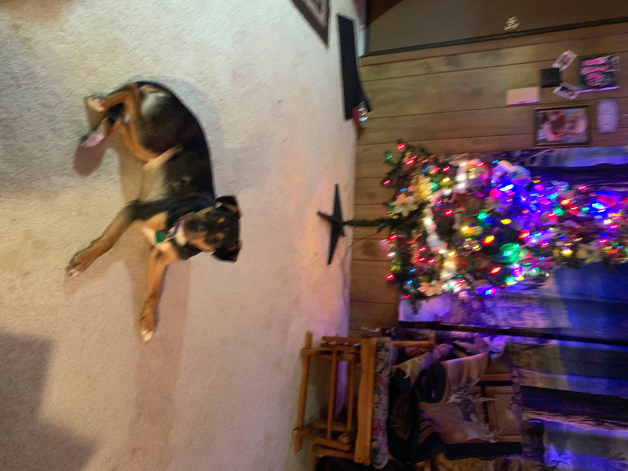 Gracie is registered to the contest to win money with this photo: building, carnivore, dog, dog_breed, dress, entertainment, event, fun, guard_dog, house, magenta, performing_arts, plant, purple, room, tradition, tree, visual_arts, window, working_dog