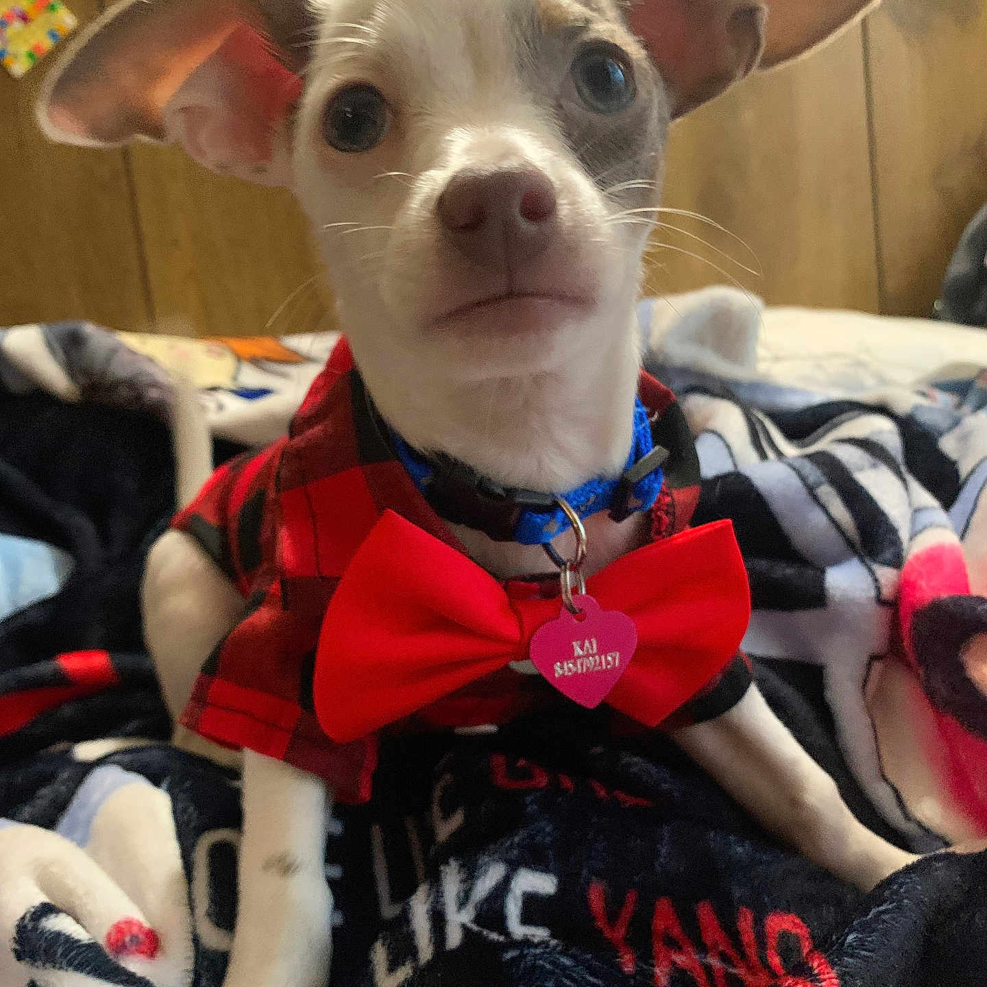 Kai joined the competition — help win amazing prizes! accessories, animal, blanket, bowtie, canine, chihuahua, couch, dog, face, formalwear, furniture, head, homedecor, linen, person, pet, photography, portrait, puppy, tie