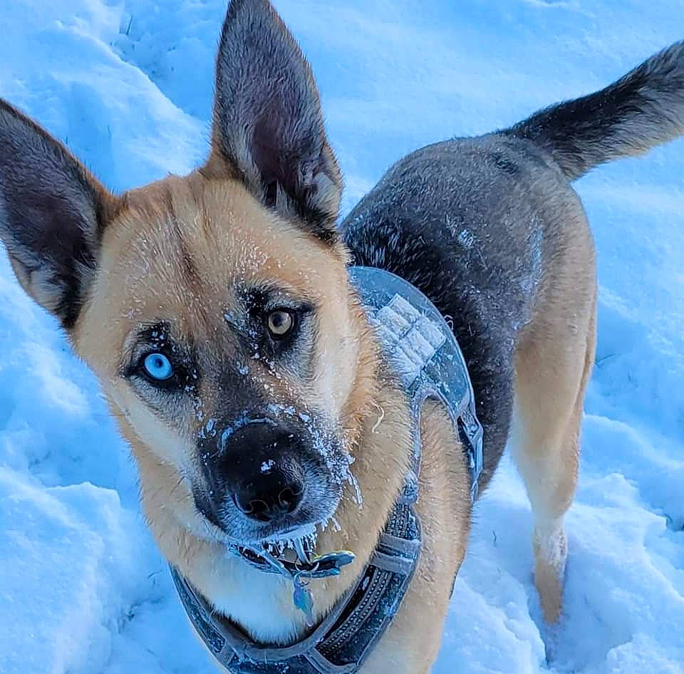 Booker is registered to the contest to win money with this photo: ancient_dog_breeds, canidae, carnivore, collar, companion_dog, dog, dog_breed, dog_supply, electric_blue, fawn, freezing, fur, jaw, snout, snow, sporting_group, terrestrial_animal, whiskers, winter, working_animal