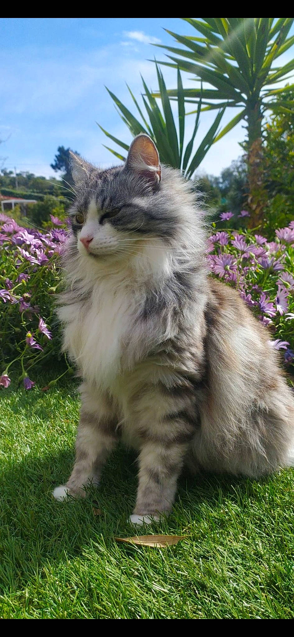 Irina a rejoint le concours — aidez-le/la à gagner de superbes lots ! carnivore, cat, domestic_short_haired_cat, eye, fawn, felidae, flower, fur, garden, grass, groundcover, maine_coon, plant, sky, small_to_medium_sized_cats, snout, tail, terrestrial_animal, tree, whiskers