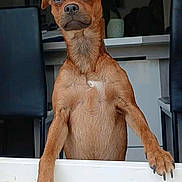 Locky participe au concours pour gagner de l'argent avec cette photo : dog, brown_dog, pet, indoor, standing, paws, window_ledge, serious, contemplative, short_hair, canine, animal, furniture, chair, table, domestic, cute, looking, front_view, ears