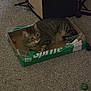 animal, box, brown, carpet, cat, cozy, cute, domestic, floor, furniture, fuzzy_toy, indoor, pet, relaxed, resting, sprite_box, striped, tabby, toy, upside_down