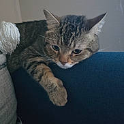 Sweet Cheeks is registered to the contest to win money with this photo: animal, blue_couch, cat, couch, cozy, cute, domestic_animal, ears, feline, fur, furniture, home, indoor, lazy, paw, pet, relaxing, resting, tabby, whiskers