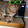 animal, cat, close_up, countertop, curious, cute, domestic_animal, ears, feline, green_sunglasses, household, indoor, kitchen, microwave, pet, standing, striped_fur, tabby_cat, whiskers, wooden_cabinet