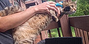 Sweet Cheeks is registered to the contest to win money with this photo: animal, balcony, blue_pants, cat, curious, daylight, fur, greenery, harness, holding, home, nature, outdoor, person, pet, relaxing, tabby_cat, trees, wicker_chair, wooden_railing