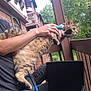 animal, balcony, blue_pants, cat, curious, daylight, fur, greenery, harness, holding, home, nature, outdoor, person, pet, relaxing, tabby_cat, trees, wicker_chair, wooden_railing