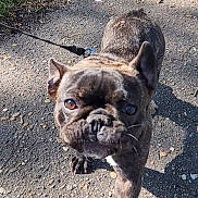 Vaiîna a rejoint le concours — aidez-le/la à gagner de superbes lots ! animal, brindle, canine, close_up, daylight, dog, ears, french_bulldog, fur, grass, leash, nature, nose, outdoor, path, paw, pet, shadow, sunlight, walking