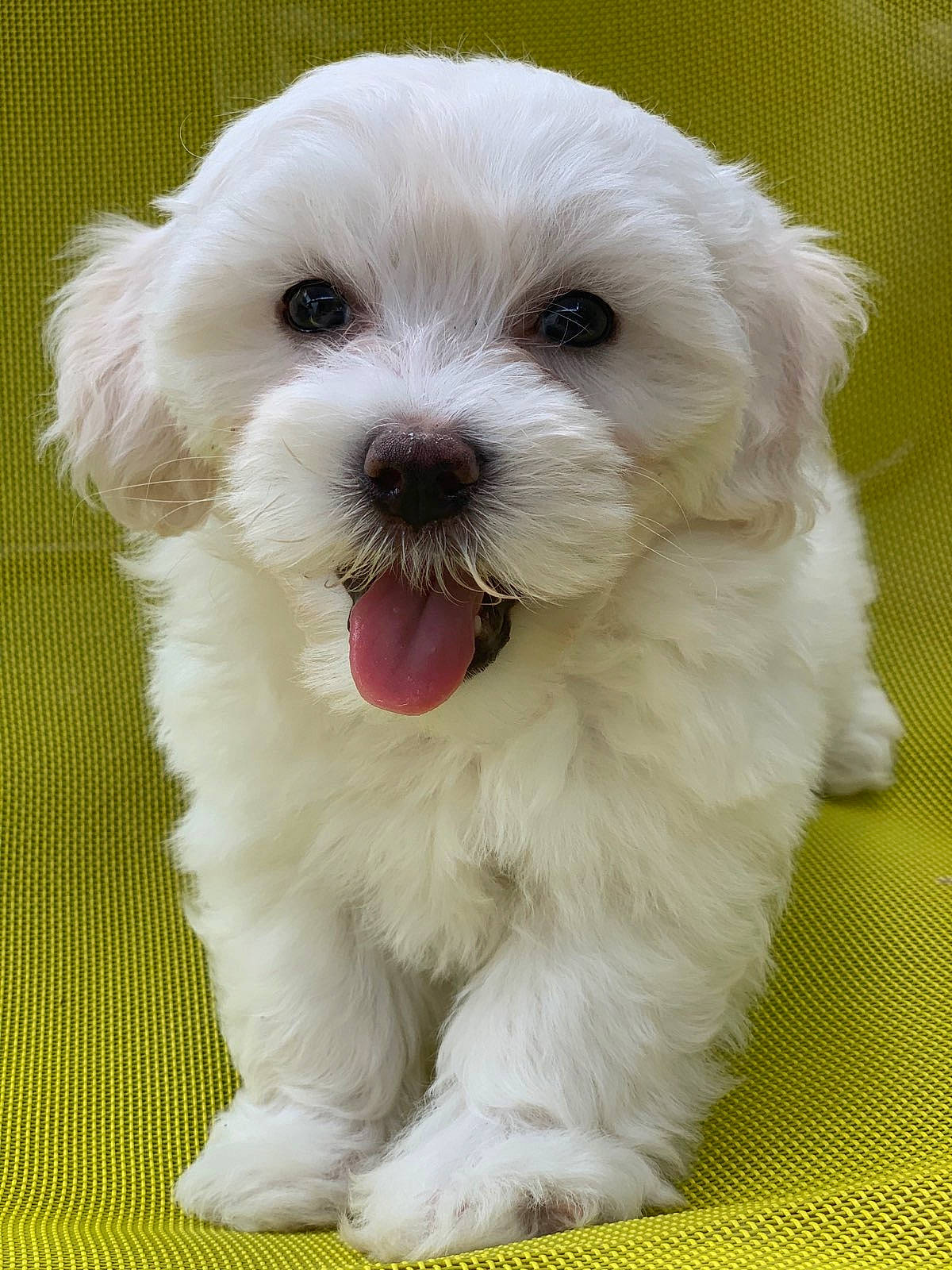 Pipa participe au concours pour gagner de l'argent avec cette photo : canidae, carnivore, companion_dog, dog, dog_breed, fur, mal_shi, maltepoo, non_sporting_group, small_terrier, snout, sporting_group, terrier, toy_dog, whiskers, working_animal