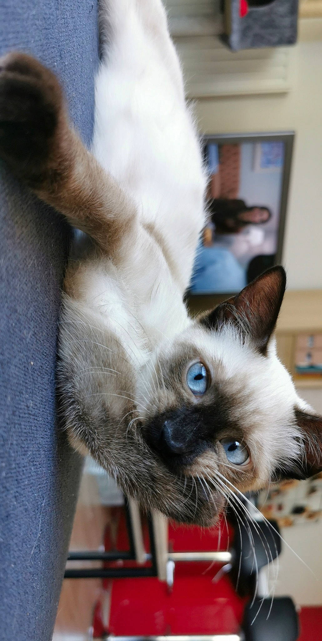 Lafayette a rejoint le concours — aidez-le/la à gagner de superbes lots ! asian, balinese, birman, burmese, carnivore, cat, claw, colorpoint_shorthair, felidae, fur, himalayan, javanese, mammal, paw, siamese, small_to_medium_sized_cats, snout, thai, tonkinese, whiskers