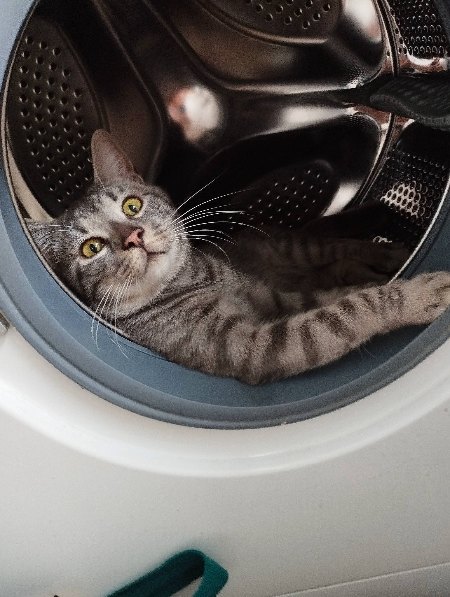 Merlin participe au concours pour gagner de l'argent avec cette photo : alloy_wheel, automotive_design, automotive_lighting, automotive_tire, automotive_wheel_system, carnivore, cat, felidae, fender, grey, headlamp, hubcap, light, motor_vehicle, rim, small_to_medium_sized_cats, tire, vehicle, whiskers, white