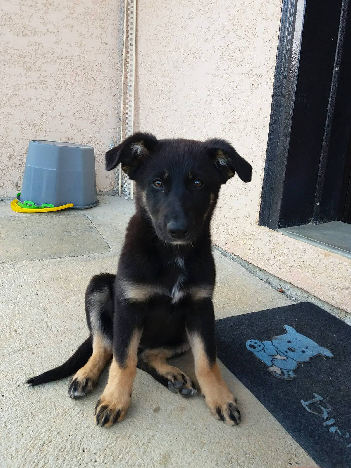 Mika participe au concours pour gagner de l'argent avec cette photo : canidae, carnivore, companion_dog, dog, dog_breed, flooring, guard_dog, paw, road_surface, sporting_group, street_dog, tail, working_animal, working_dog