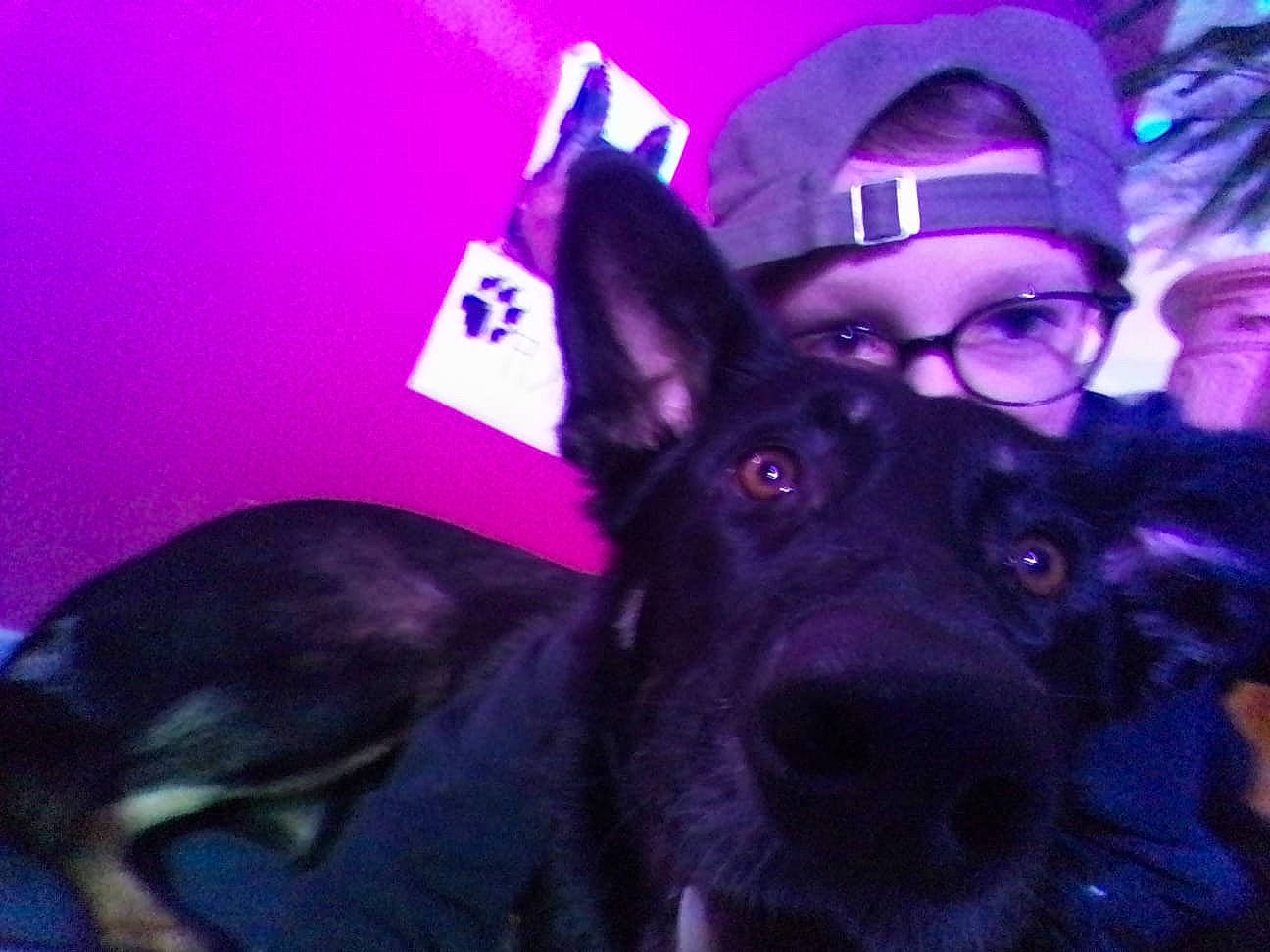 Mika a rejoint le concours — aidez-le/la à gagner de superbes lots ! canidae, carnivore, companion_dog, dog, dog_breed, ear, electric_blue, eye, fawn, fur, guard_dog, head, magenta, purple, snout, sporting_group, toy_dog, violet, whiskers, working_animal