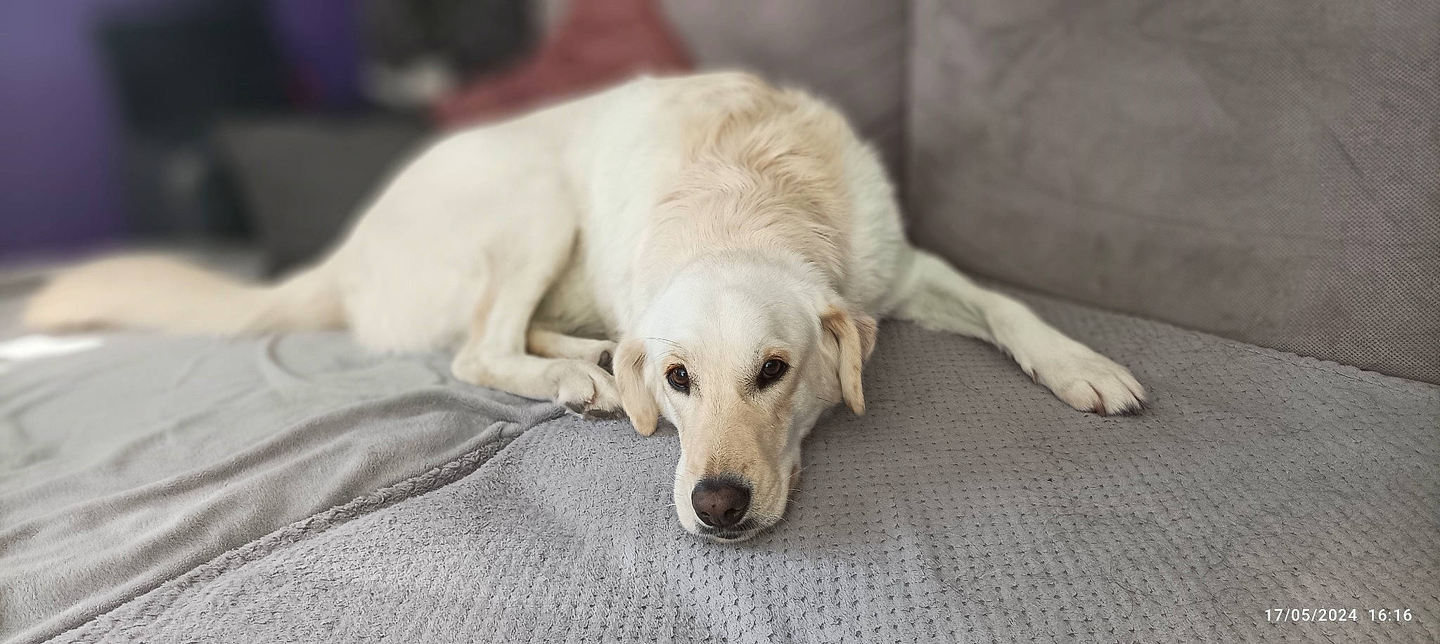 Barry a rejoint le concours — aidez-le/la à gagner de superbes lots ! canidae, carnivore, comfort, companion_dog, dog, dog_breed, fawn, flooring, fur, non_sporting_group, snout, sporting_group, tail, terrestrial_animal, wood, working_animal