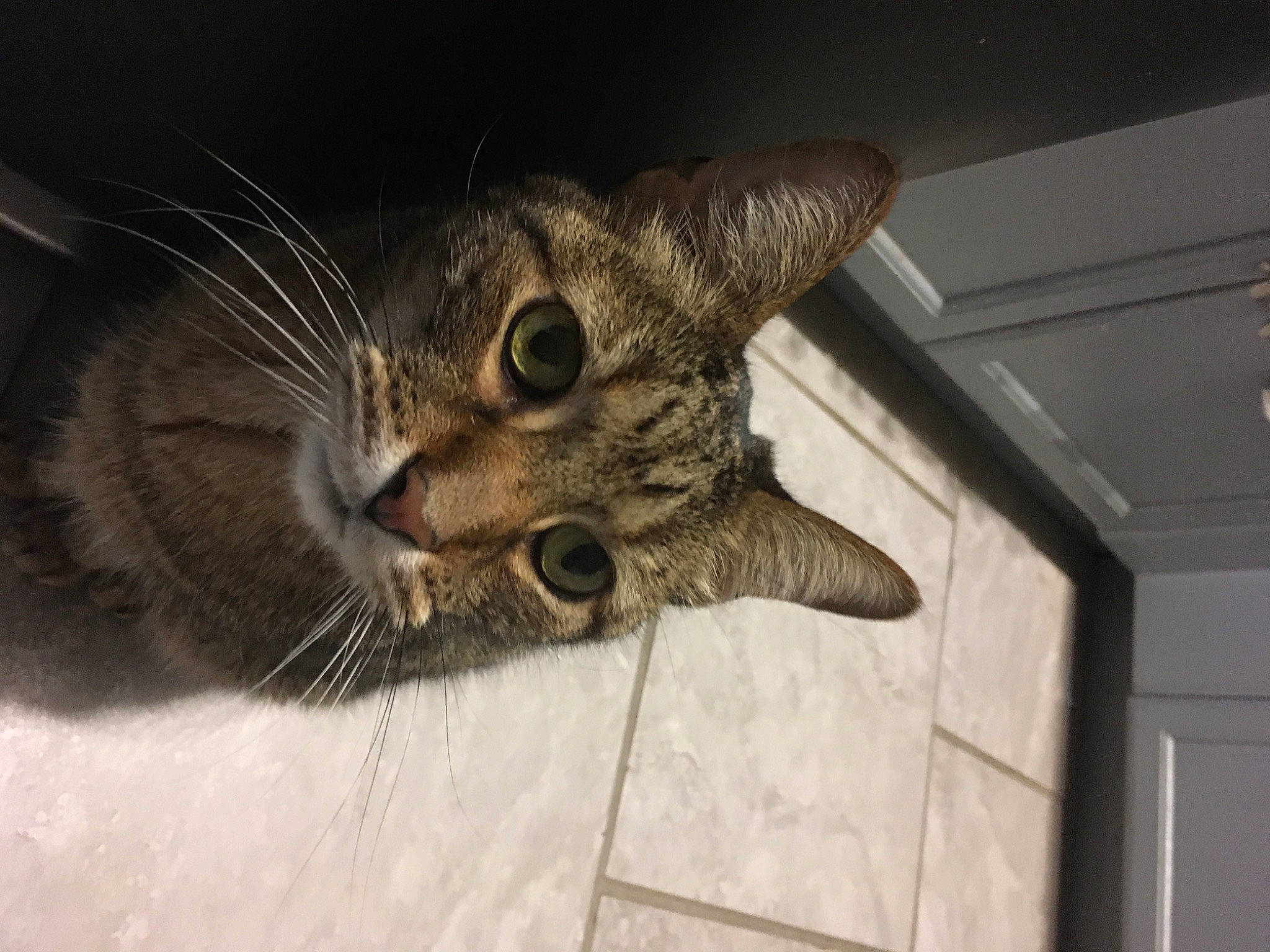 Baby is registered to the contest to win money with this photo: carnivore, cat, claw, domestic_short_haired_cat, ear, felidae, flooring, fur, paw, sitting, small_to_medium_sized_cats, snout, tail, terrestrial_animal, whiskers, wildlife