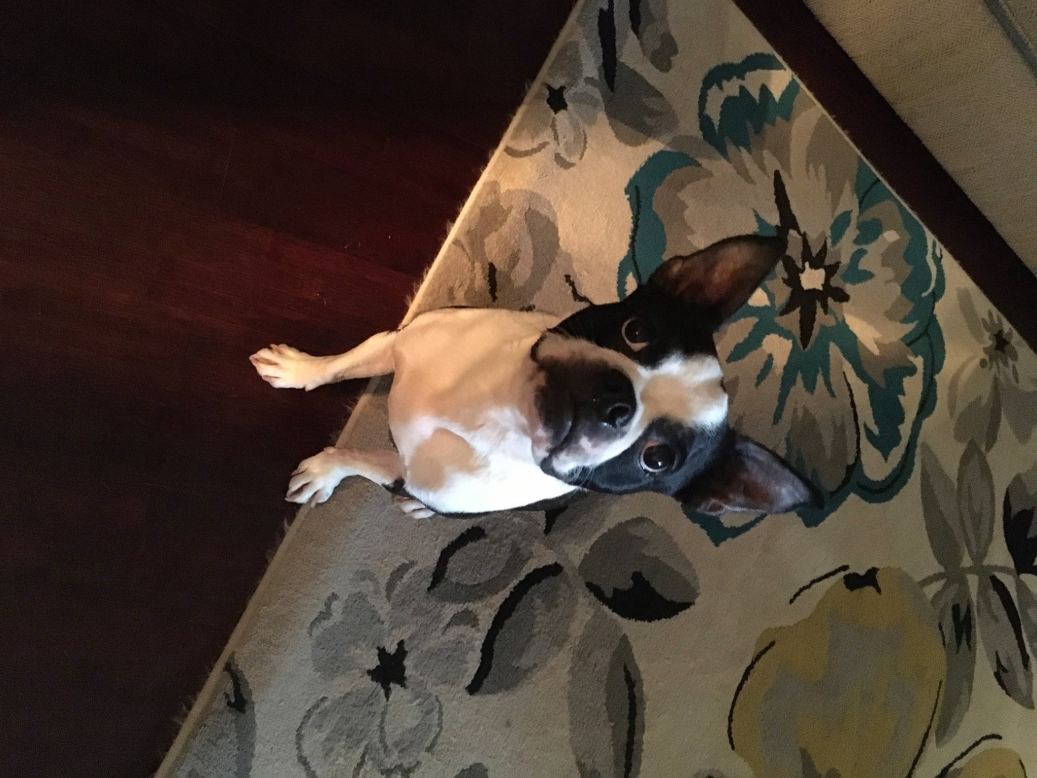 Dallas is registered to the contest to win money with this photo: art, brown, canidae, carnivore, companion_dog, dog, dog_breed, eyewear, fawn, flooring, hardwood, linens, non_sporting_group, paper, sporting_group, tail, tints_and_shades, visual_arts, whiskers, wood