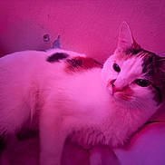 Mooshie is registered to the contest to win money with this photo: cat, calico, pet, feline, indoor, pink_light, lounging, fur, closeup, portrait, whiskers, ear, nose, bedding, relaxed, cozy, sleepy, wall, spot, soft