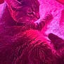 cat, feline, pet, whiskers, fur, close_up, portrait, indoor, bed, blanket, pink_lighting, colored_lighting, relaxed, sleepy, tabby, paw, tail, cozy, domestic_cat, soft_texture