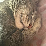 Raven is registered to the contest to win money with this photo: cat, sleeping_cat, close_up, whiskers, fur, nose, pet, domestic_cat, cozy, blanket, pink_bed, nap, muzzle, portrait, indoor, soft_texture, cute, relaxed, curled_up, feline