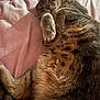 cat, feline, pet, fur, belly, paws, whiskers, bed, blanket, sheet, pink, cozy, sleeping, resting, closeup, indoor, cute, relaxed, portrait, animal