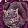 cat, feline, pet, gray_cat, tabby, whiskers, ears, fur, loaf_position, blanket, cozy, indoor, portrait, close_up, bed, resting, relaxed, soft_texture, paws_hidden, whiskers_visible