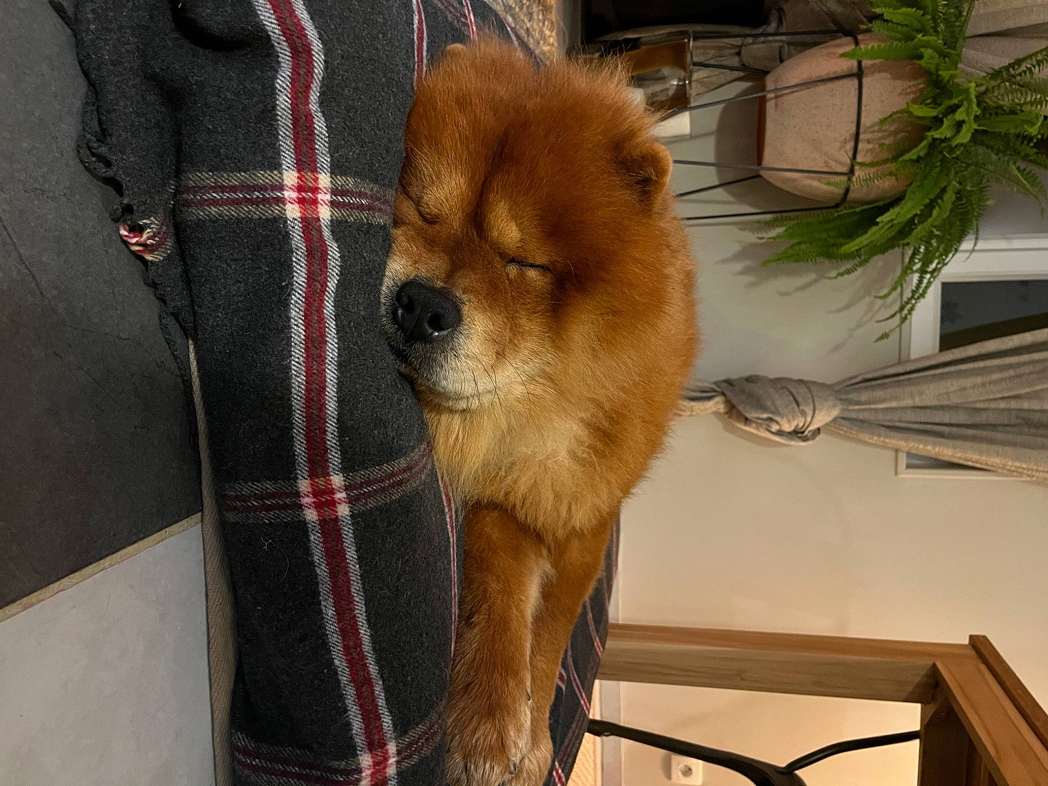 Milow a rejoint le concours — aidez-le/la à gagner de superbes lots ! canidae, carnivore, collar, companion_dog, dog, dog_breed, dog_supply, fawn, flowerpot, houseplant, liver, plaid, plant, snout, spitz, sporting_group, tartan, toy_dog, wood, working_animal