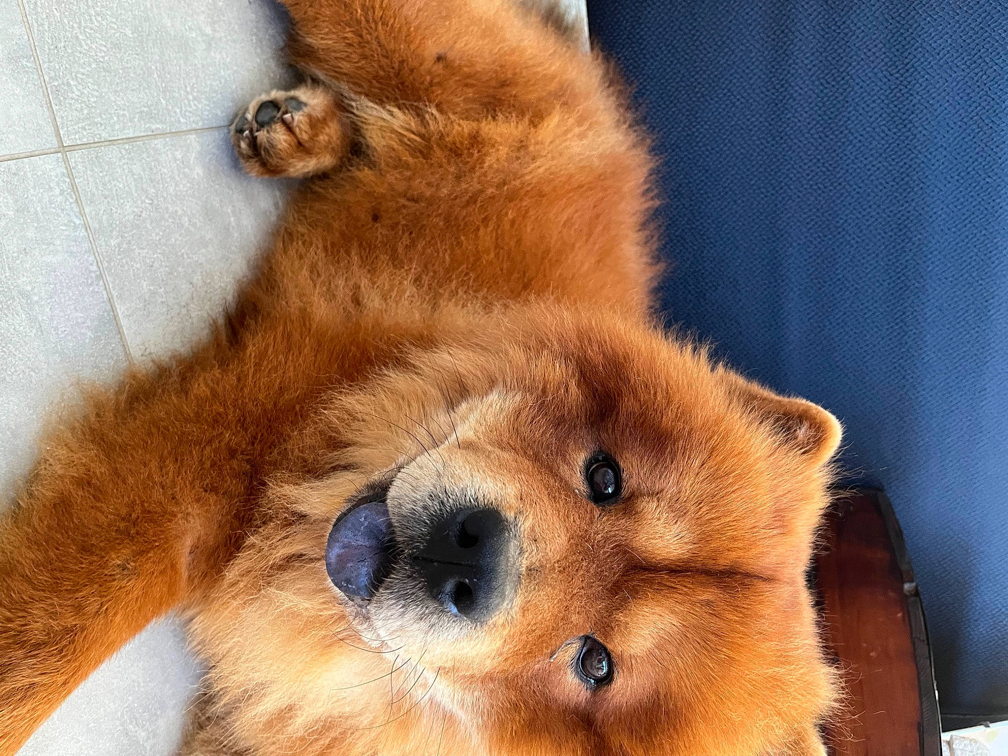 Milow a rejoint le concours — aidez-le/la à gagner de superbes lots ! canidae, carnivore, companion_dog, dog, dog_breed, fawn, fur, liver, non_sporting_group, paw, snout, sporting_group, terrestrial_animal, whiskers, wildlife, working_animal