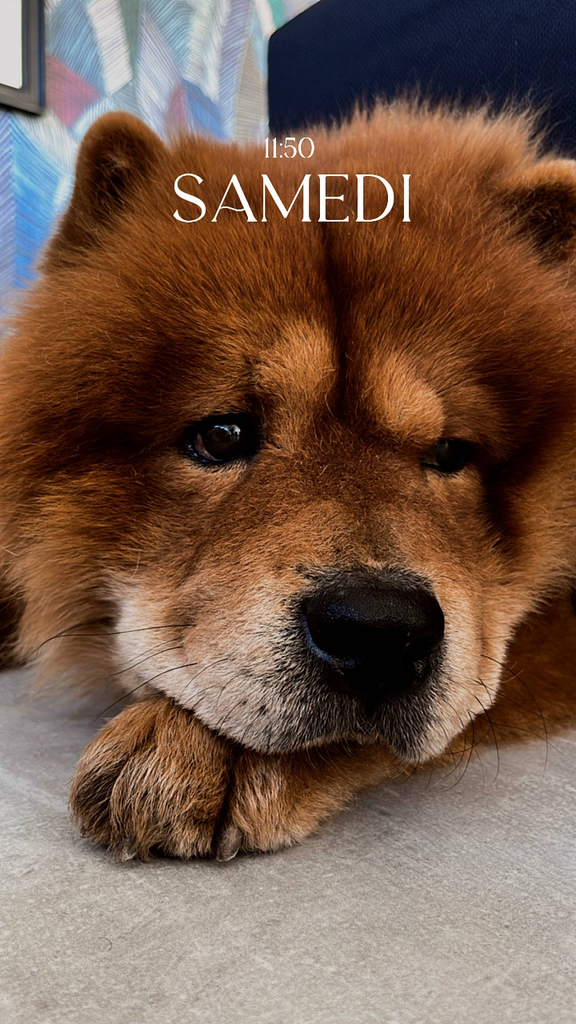 Milow a rejoint le concours — aidez-le/la à gagner de superbes lots ! ancient_dog_breeds, canidae, carnivore, companion_dog, dog, dog_breed, fawn, fur, liver, non_sporting_group, paw, photo_caption, puppy, snout, spitz, sporting_group, terrestrial_animal, whiskers, wildlife, working_animal