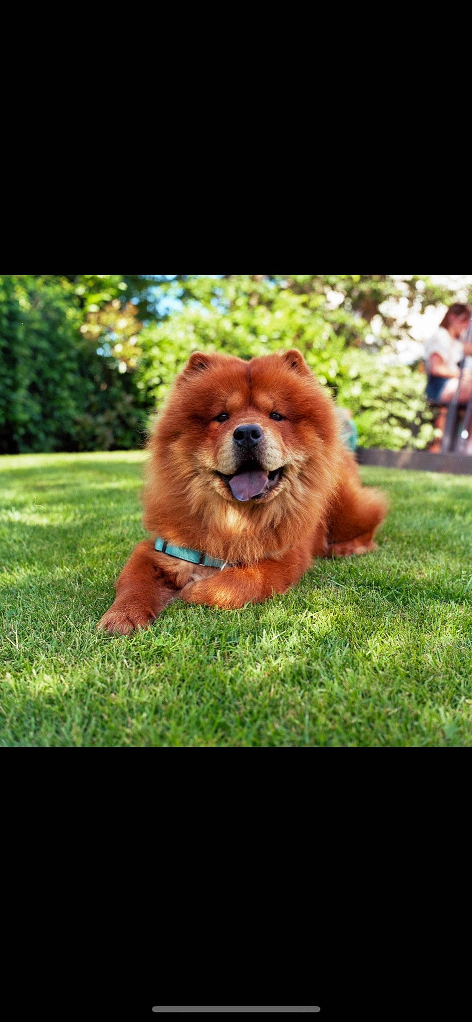 Milow a rejoint le concours — aidez-le/la à gagner de superbes lots ! ancient_dog_breeds, canidae, carnivore, companion_dog, dog, dog_breed, dog_supply, fawn, fur, grass, liver, paw, plant, snout, sporting_group, terrestrial_animal, tree, whiskers, working_animal, working_dog