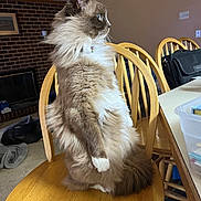 Watson joined the competition — help win amazing prizes! cat, fluffy, chair, wooden_chair, indoor, pet, feline, sitting, side_view, fur, blue_eyes, collar, domestic_animal, living_room, fireplace, dog, carpet, bag, table, relaxed