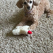 Daisy is registered to the contest to win money with this photo: dog, toy, plush_toy, carpet, indoor, pet, curly_fur, beige, animal, cute, small_dog, looking_at_camera, relaxed, lying_down, home, companion, pet_toy, fur, mammal, domestic_animal