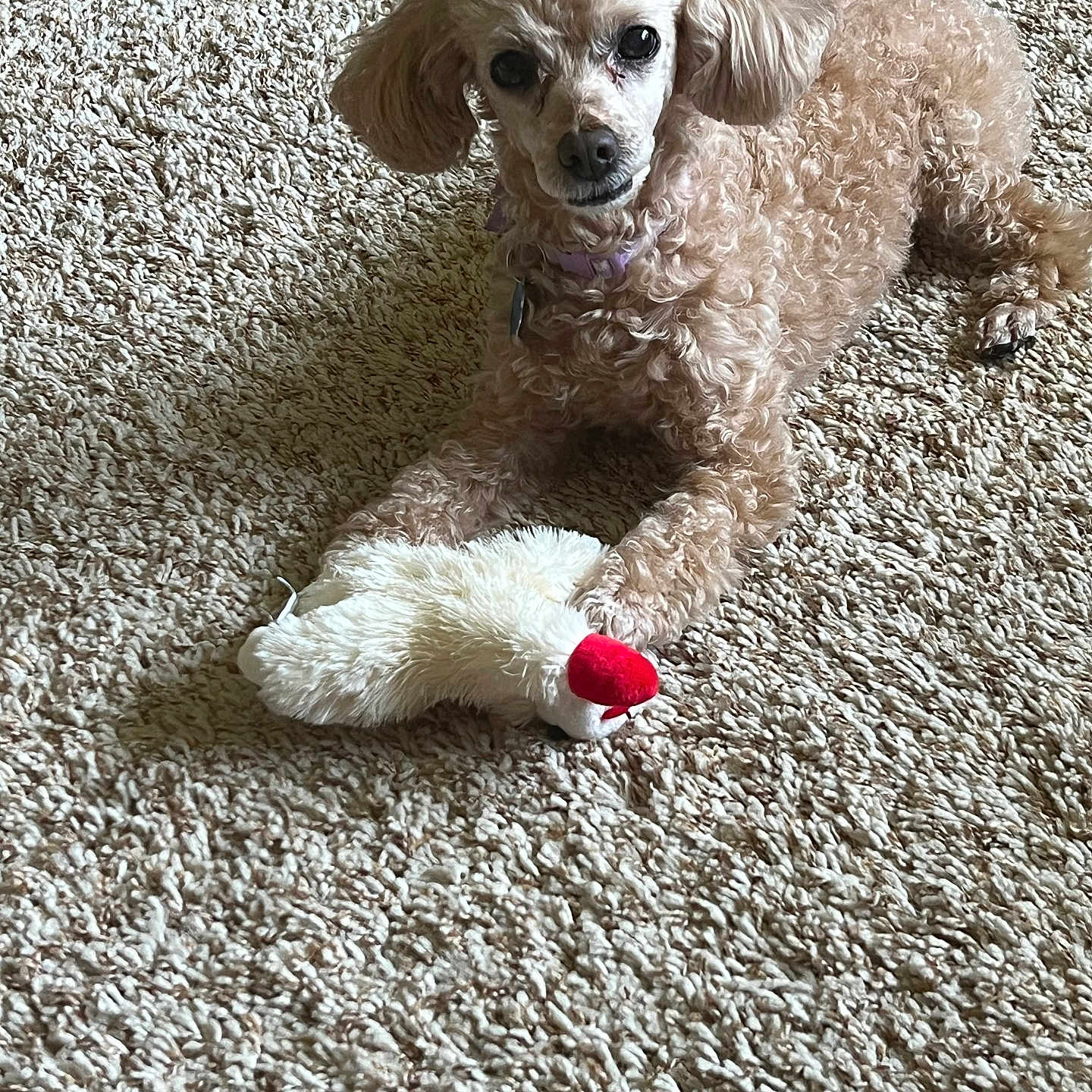 Daisy