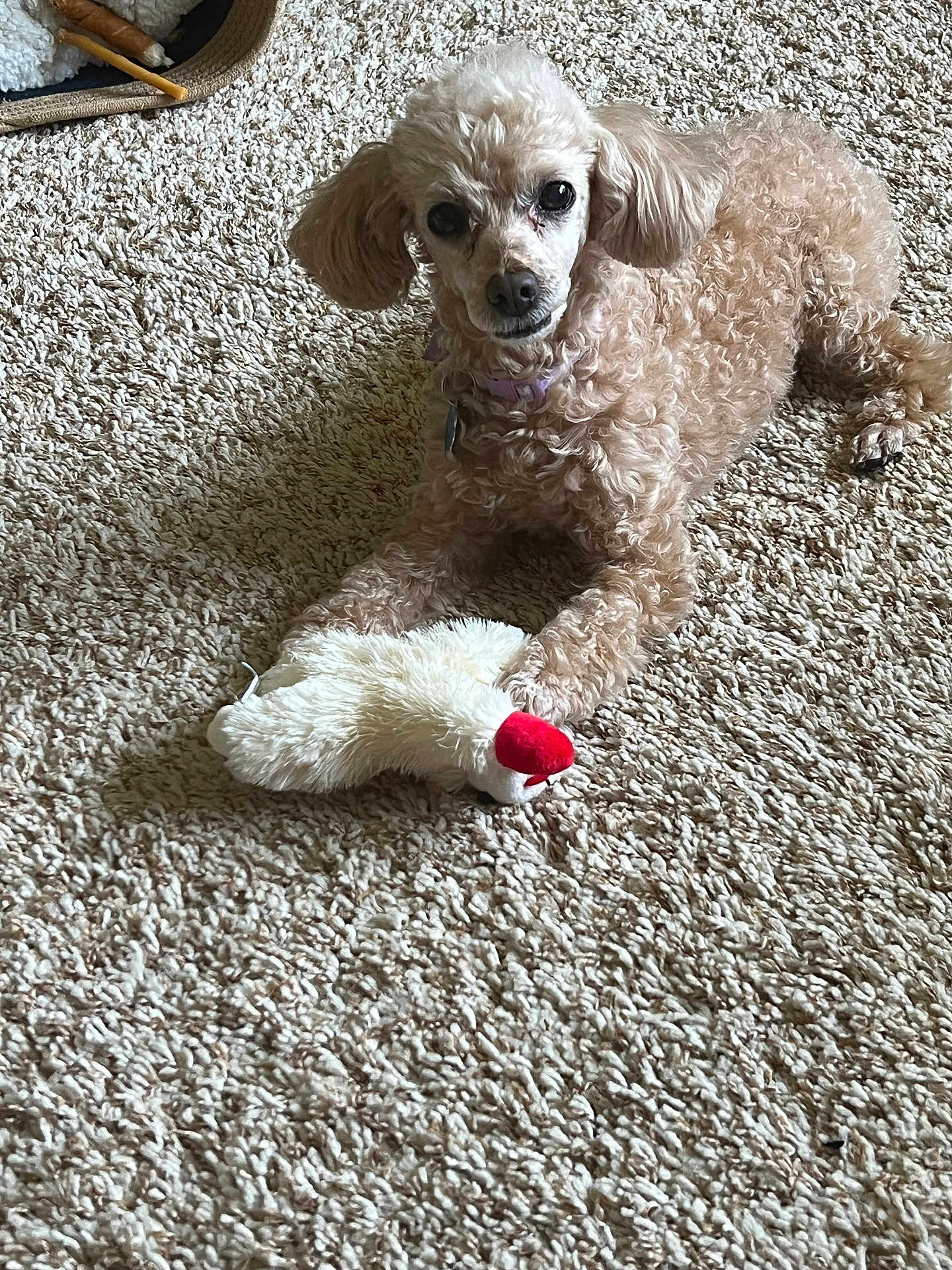 Daisy