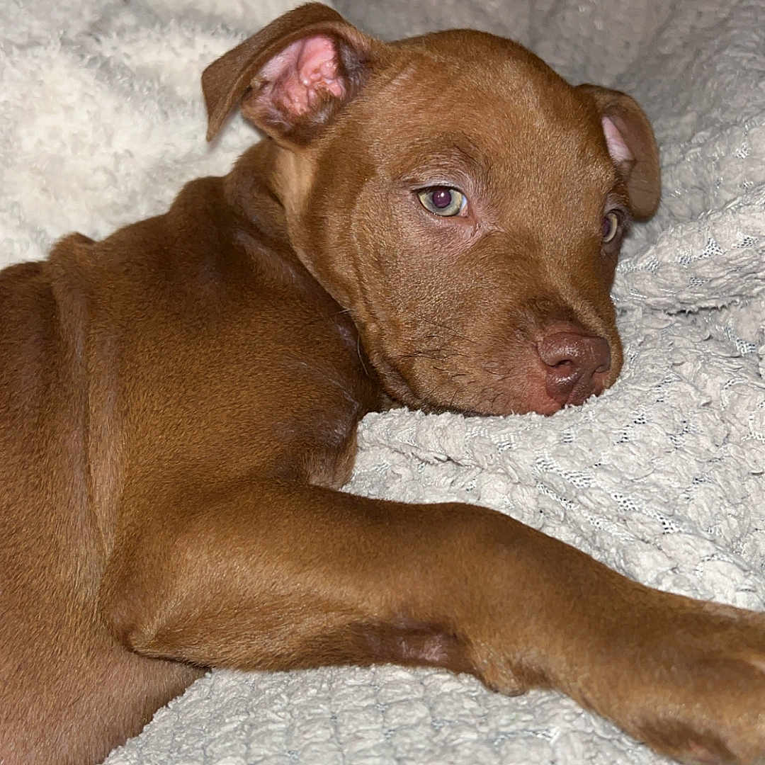 Azga a rejoint le concours — aidez-le/la à gagner de superbes lots ! animal, blanket, boxer, bulldog, canine, dog, frenchbulldog, hound, labradorretriever, pet, pitbull, pointer, puppy, snout, terrier