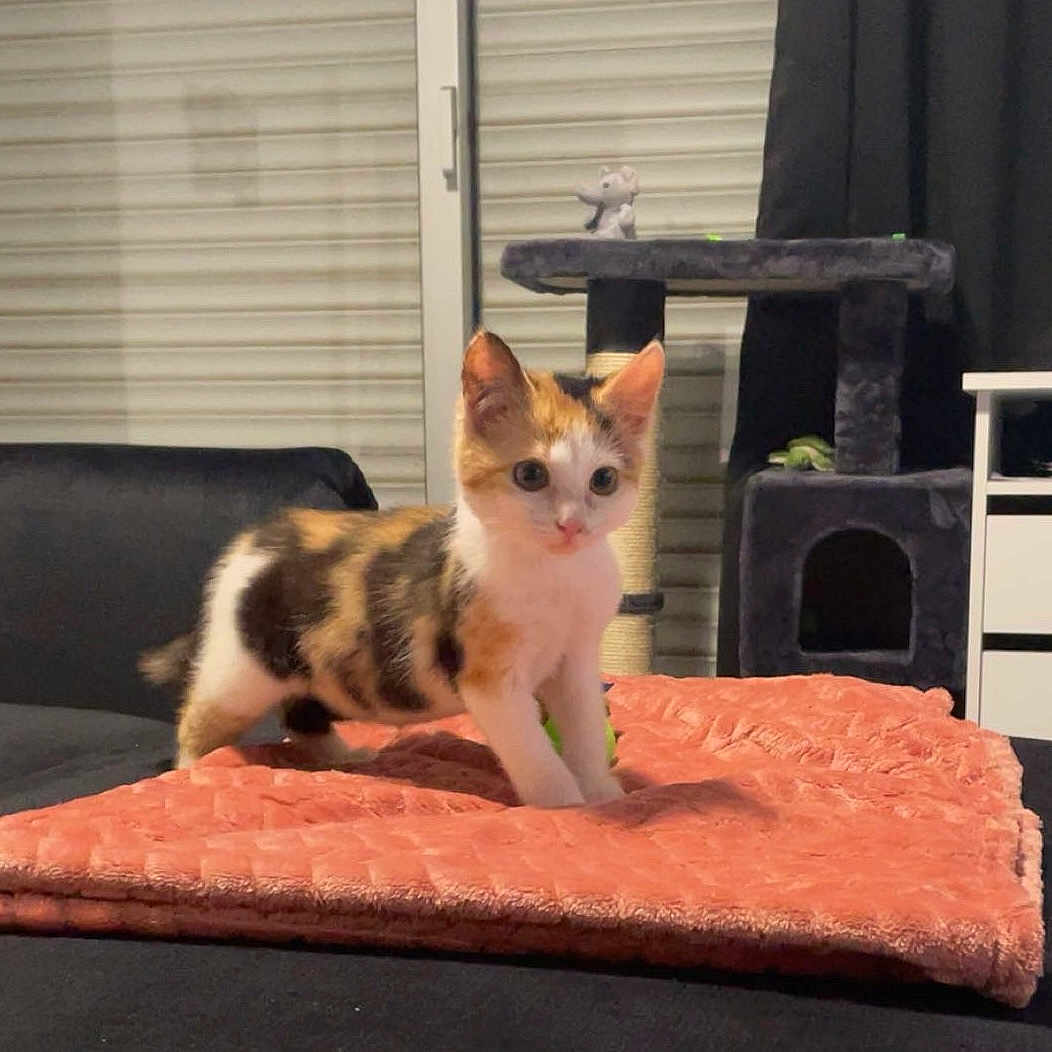 Wyllow participe au concours pour gagner de l'argent avec cette photo : alert, animal, blanket, calico, cat, cat_tree, couch, cozy, curious, domestic, furniture, home, indoor, kitten, pet, playful, small, soft_texture, toy, young