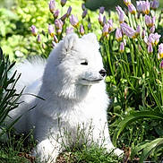 Violette a rejoint le concours — aidez-le/la à gagner de superbes lots ! dog, white_dog, samoyed, fluffy, flower_garden, purple_flowers, greenery, outdoor, nature, sunlight, grass, plants, pet, animal, canine, portrait, relaxed, spring, daylight, flora