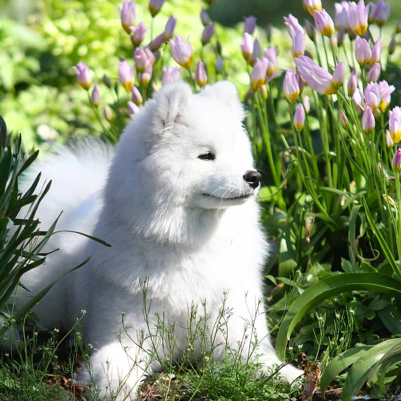 Violette a rejoint le concours — aidez-le/la à gagner de superbes lots ! dog, white_dog, samoyed, fluffy, flower_garden, purple_flowers, greenery, outdoor, nature, sunlight, grass, plants, pet, animal, canine, portrait, relaxed, spring, daylight, flora