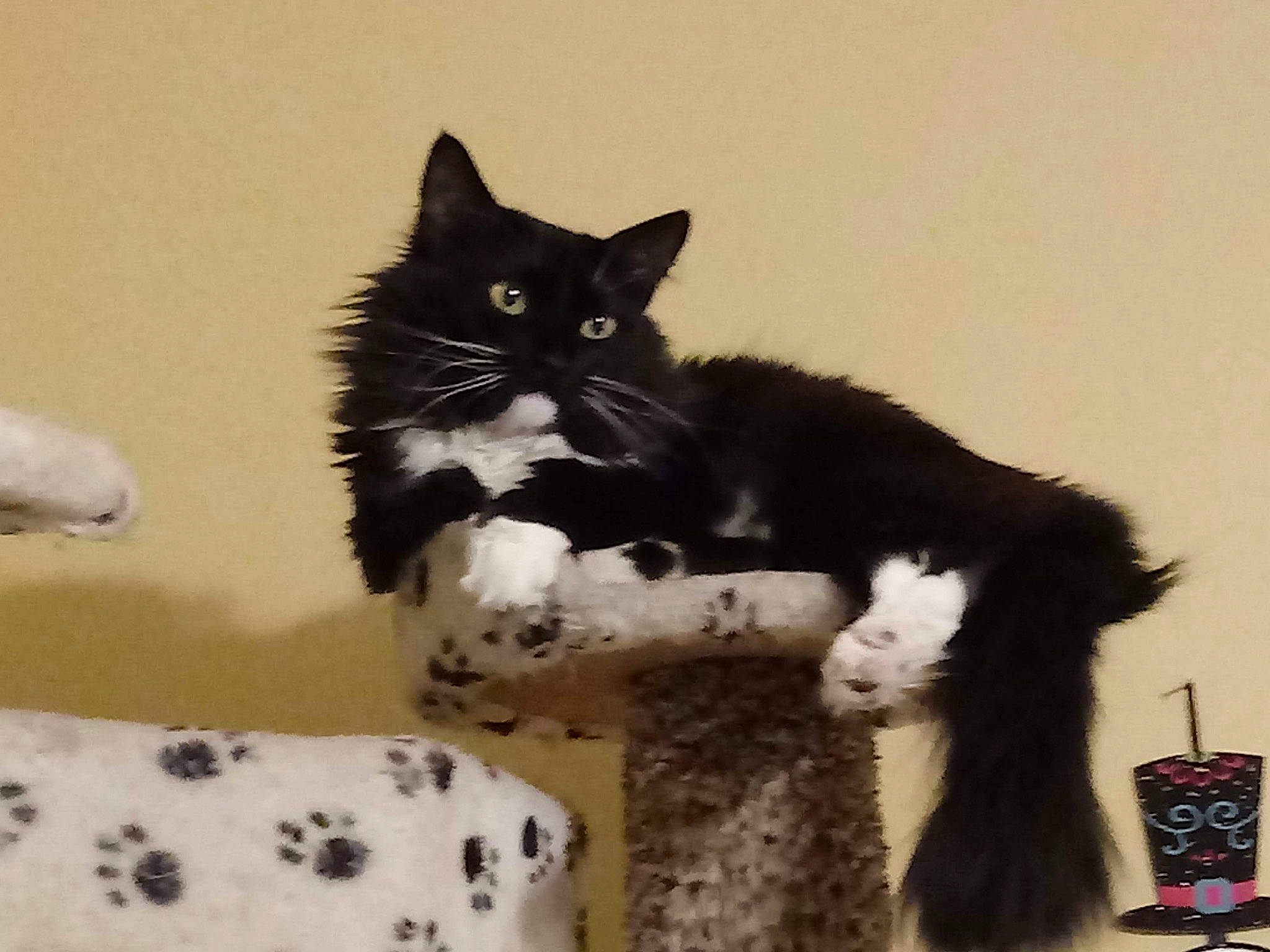 Mamas is registered to the contest to win money with this photo: black_cat, carnivore, cat, cat_furniture, cat_supply, claw, comfort, domestic_short_haired_cat, felidae, fur, furniture, mammal, paw, small_to_medium_sized_cats, snout, tail, tree, vertebrate, whiskers, window