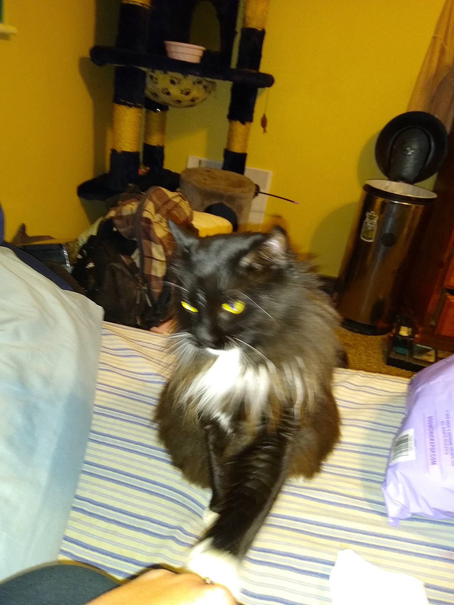 Mamas is registered to the contest to win money with this photo: box, carnivore, cat, chair, claw, comfort, companion_dog, domestic_short_haired_cat, fawn, felidae, fur, iris, maine_coon, room, small_to_medium_sized_cats, snout, tail, terrestrial_animal, whiskers, wood