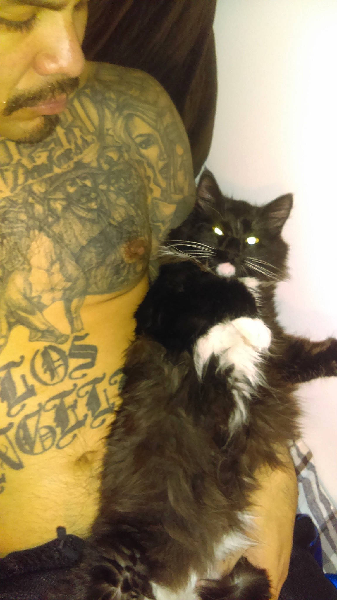 Mamas is registered to the contest to win money with this photo: barechested, beard, carnivore, cat, chest, domestic_short_haired_cat, elbow, felidae, fur, mammal, sleeve, small_to_medium_sized_cats, t_shirt, tail, tattoo, temporary_tattoo, trunk, vertebrate, whiskers, window