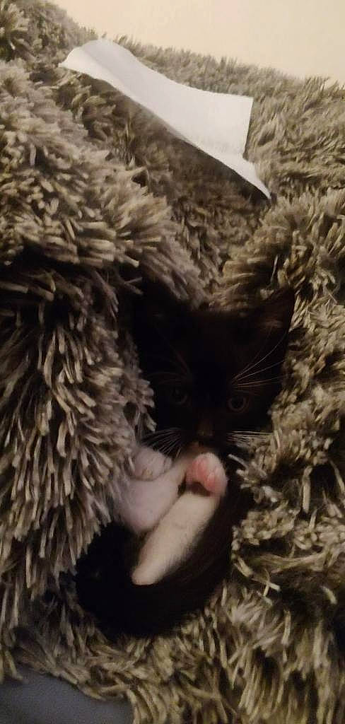 Chapulina Sqeaks is registered to the contest to win money with this photo: carnivore, cat, claw, domestic_short_haired_cat, felidae, fur, natural_material, paw, small_to_medium_sized_cats, snout, tail, terrestrial_animal, whiskers, wildlife, wool