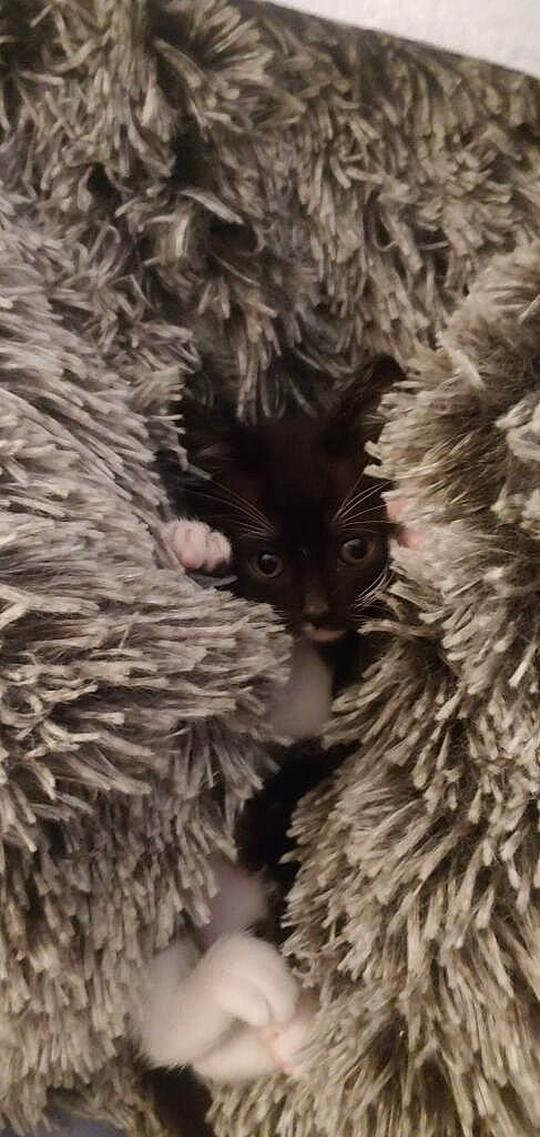 Chapulina Sqeaks joined the competition — help win amazing prizes! carnivore, cat, close_up, conifer, domestic_short_haired_cat, event, felidae, fur, grey, pattern, pine, plant, small_to_medium_sized_cats, snout, tail, terrestrial_animal, tree, whiskers, wildlife, winter