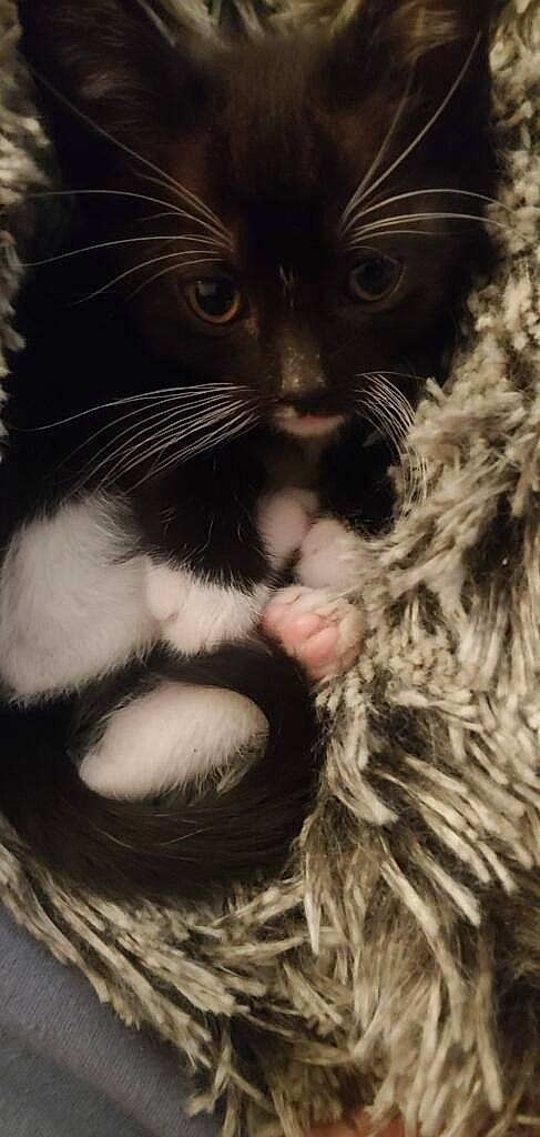 Chapulina Sqeaks joined the competition — help win amazing prizes! black_cat, carnivore, cat, claw, close_up, comfort, domestic_short_haired_cat, eye, felidae, foot, fur, gesture, leg, love, monochrome_photography, paw, small_to_medium_sized_cats, snout, tail, whiskers