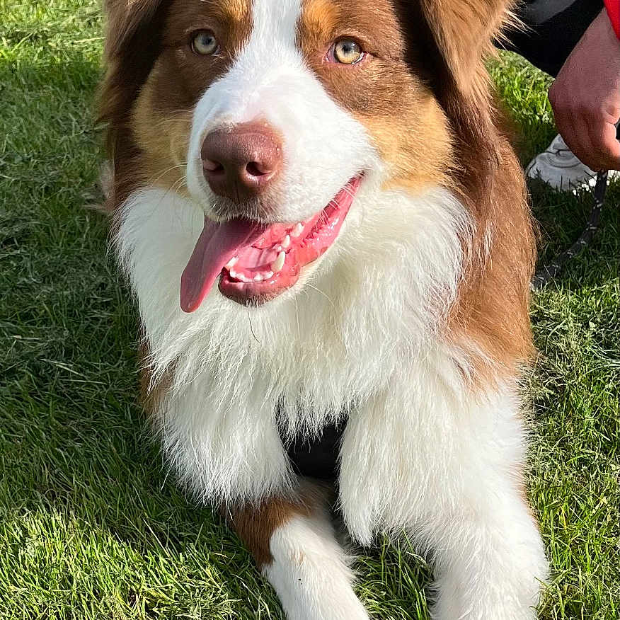 Connor a rejoint le concours — aidez-le/la à gagner de superbes lots ! adult, animal, ball, canine, dog, face, grass, head, lawn, male, man, nature, outdoors, park, person, pet, photography, plant, portrait, puppy