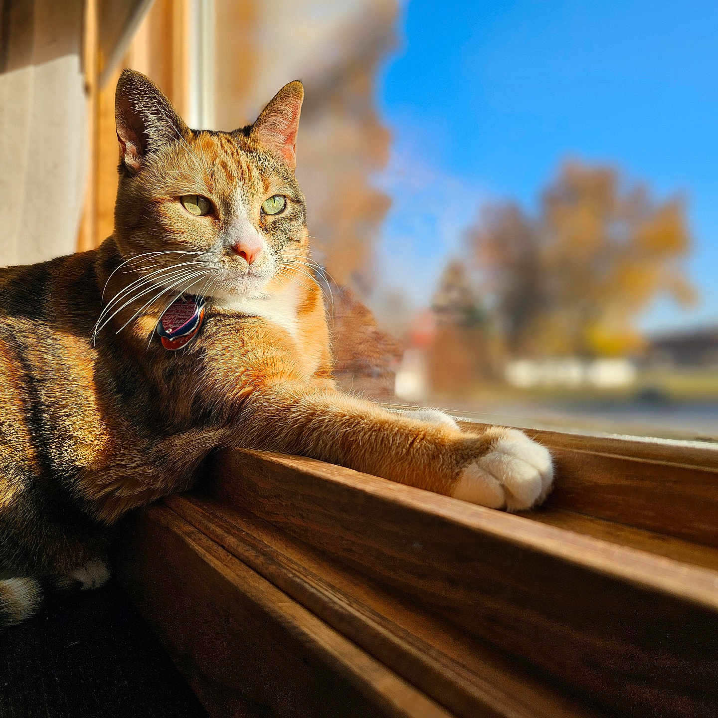 Chleo is registered to the contest to win money with this photo: abyssinian, animal, architecture, building, cat, furniture, hardwood, house, housing, kitten, lumber, manx, pet, plywood, porch, shelf, stainedwood, window, windowsill, wood