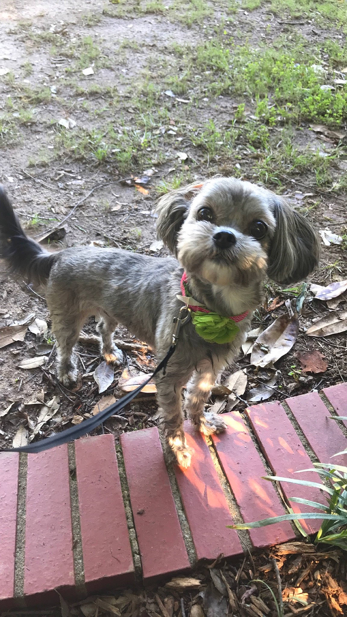 Buttons is registered to the contest to win money with this photo: canidae, carnivore, companion_dog, dog, dog_breed, lhasa_apso, lowchen, mammal, miniature_schnauzer, petit_basset_griffon_vendeen, rare_breed_dog, schnauzer, schnoodle, shih_tzu, sporting_group, sporting_lucas_terrier, standard_schnauzer, tibetan_terrier, toy_dog, vertebrate